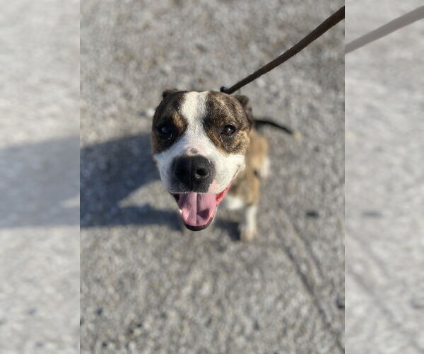 Medium Photo #2 Mutt Puppy For Sale in Evansville, IN, USA