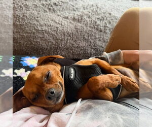 Jimothy - Male Chihuahua-Unknown Mix Dog for Adoption - Photo #3