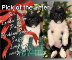 Puppy Top Pick Aussiedoodle