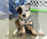 Small Photo #1 Australian Cattle Dog Puppy For Sale in YUCAIPA, CA, USA