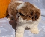 Small #2 Shih Tzu