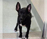 Small German Shepherd Dog Mix