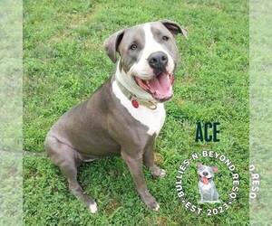 Ace - Male Staffordshire Bull Terrier-Unknown Mix Dog for Adoption - Photo #3