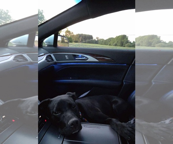 Medium Photo #17 Labrador Retriever-Unknown Mix Puppy For Sale in Germantown, OH, USA