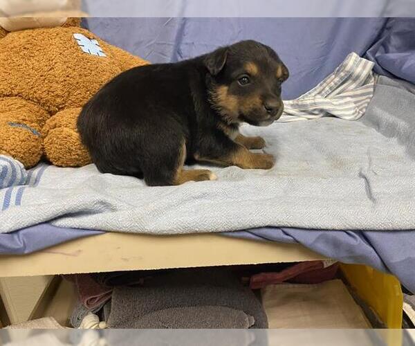Medium Photo #1 Texas Heeler-Unknown Mix Puppy For Sale in Modesto, CA, USA