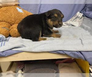 Texas Heeler-Unknown Mix Dogs for adoption in Modesto, CA, USA