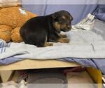 Small Texas Heeler Mix