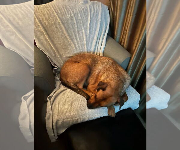 Medium Photo #4 Black Mouth Cur-Rhodesian Ridgeback Mix Puppy For Sale in Woodland Hills, CA, USA