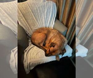 SIMBA - Male Black Mouth Cur-Rhodesian Ridgeback Mix Dog for Adoption - Photo #4