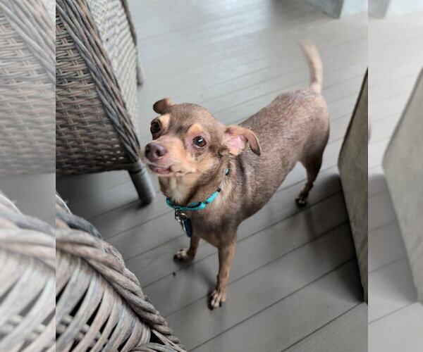 Medium Photo #5 Chihuahua Puppy For Sale in Arlington, VA, USA