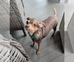 Small #4 Chihuahua