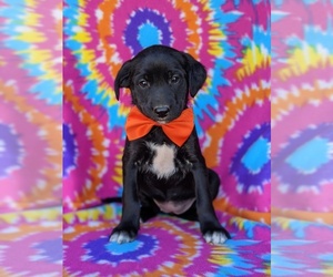 Border Collie-Labradoodle Mix Puppy for sale in KIRKWOOD, PA, USA