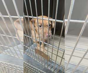 Goldfish - Male Mutt Dog for Adoption - Photo #6