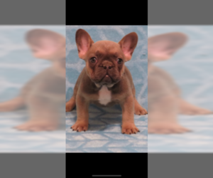 View Ad French Bulldog Litter Of Puppies For Sale Near North Carolina Charlotte Usa Adn 116745