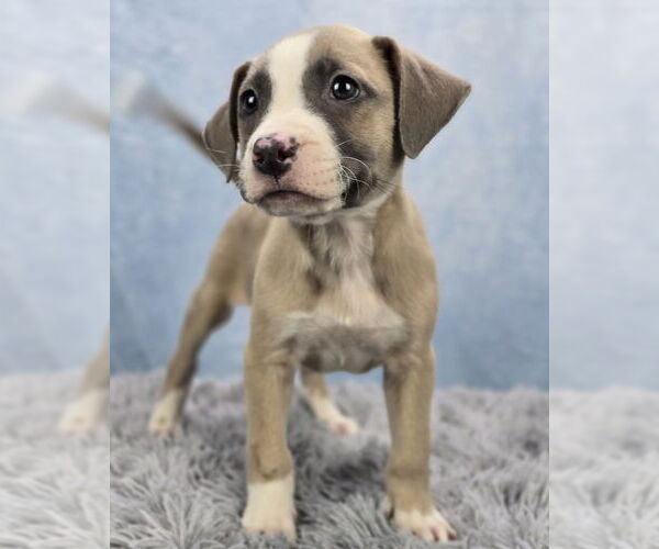 Medium Photo #8 Borador Puppy For Sale in Lakewood, CO, USA