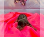 Small Photo #27 Morkie Puppy For Sale in CASSVILLE, MO, USA