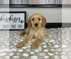 Golden Retriever Puppy for sale in INDIANAPOLIS, IN, USA