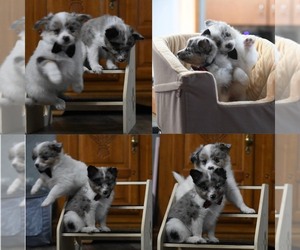 Paperanian Puppy for sale in OTHO, IA, USA