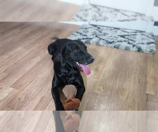 Medium Photo #1 Labrador Retriever Puppy For Sale in LEESBURG, FL, USA