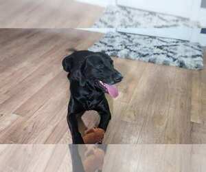 Father of the Labrador Retriever puppies born on 04/28/2026