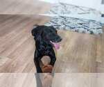 Small Photo #1 Labrador Retriever Puppy For Sale in LEESBURG, FL, USA