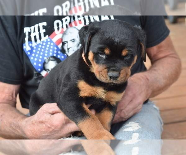 Medium Photo #6 Rottweiler Puppy For Sale in SHOW LOW, AZ, USA