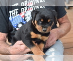 Small Photo #6 Rottweiler Puppy For Sale in SHOW LOW, AZ, USA