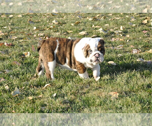 Medium Photo #5 English Bulldog Puppy For Sale in NAMPA, ID, USA