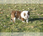 Small Photo #5 English Bulldog Puppy For Sale in NAMPA, ID, USA