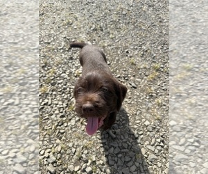 Medium German Wirehaired Pointer