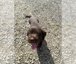 Puppy Yellow Puppy German Wirehaired Pointer