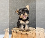 Small #5 Yorkshire Terrier