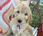 Small #4 Goldendoodle