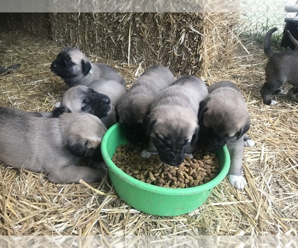 View Ad Kangal Dog Litter of Puppies for Sale near Maryland