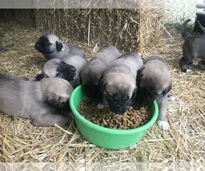 Kangal Dog Puppy for sale in SMITHSBURG, MD, USA