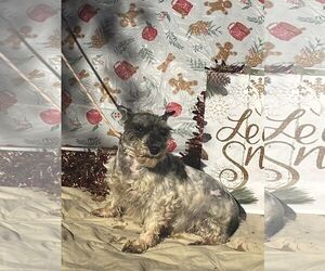 CYNTHIA - Female Mutt Dog for Adoption - Photo #3