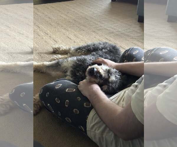 Medium Photo #3 Aussiedoodle Puppy For Sale in Landenberg, PA, USA
