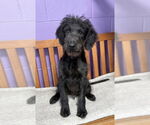 Small Labrador Retriever Mix