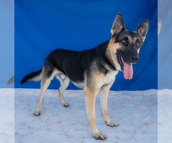 Medium Photo #2 German Shepherd Dog Puppy For Sale in Pasadena, CA, USA