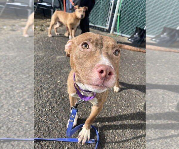 Medium Photo #8 Staffordshire Bull Terrier Puppy For Sale in Brewster, NY, USA