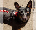 Small #5 Rat Terrier Mix