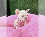 Small #4 French Bulldog