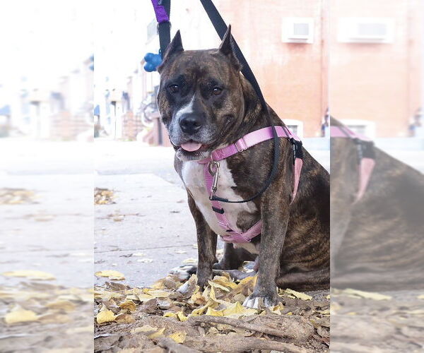 Medium Photo #33 Mutt Puppy For Sale in Philadelphia, PA, USA