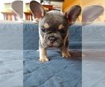 Small Photo #52 French Bulldog Puppy For Sale in MANHATTAN, NY, USA
