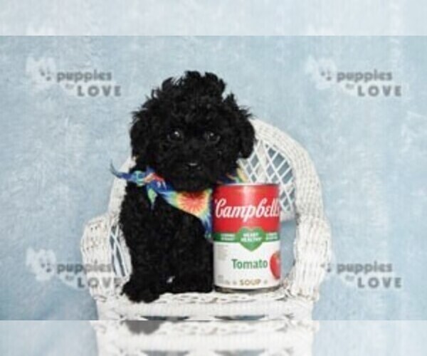 Medium Photo #11 Poodle (Toy) Puppy For Sale in SANGER, TX, USA