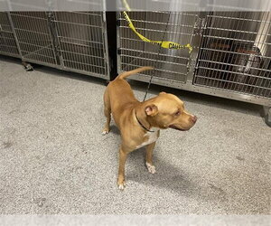 Mutt Dogs for adoption in Houston, TX, USA
