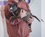 Small #9 Boxer-Bull Terrier Mix