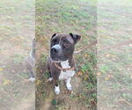 Small #2 Bullboxer Pit