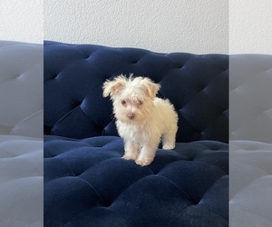 Poodle (Toy)-Schnoodle (Miniature) Mix Puppy for sale in THE COLONY, TX, USA