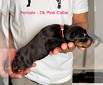 Small #13 Doberman Pinscher